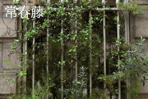 常春藤和常青藤的区别：从科属到品种的全面解析