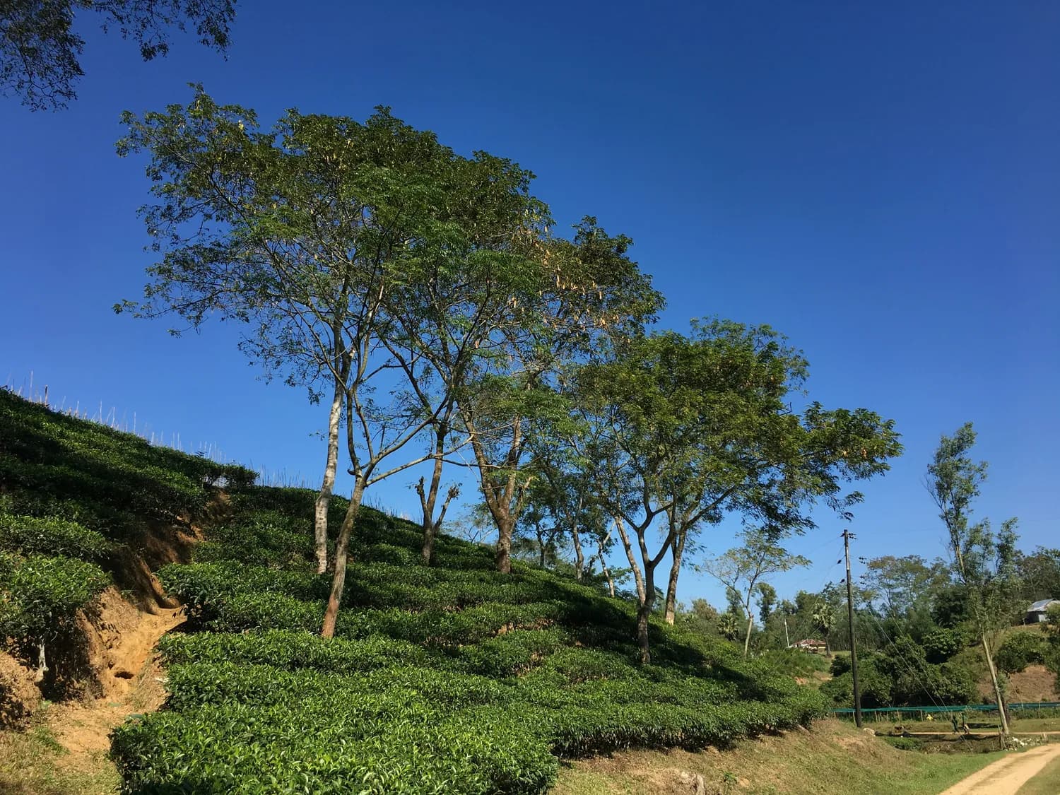 勐海普洱茶：千年茶韵的秘密