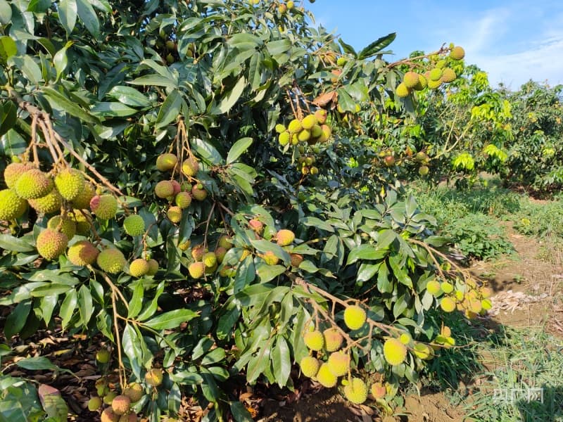 海南荔枝丰收：34万亩种植面积产量超20万吨，总产值将破2亿