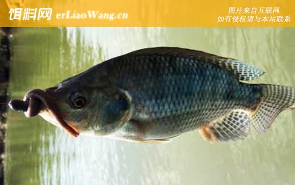 罗非鱼是海鱼还是河鱼？4步告诉你答案_清晰图解
