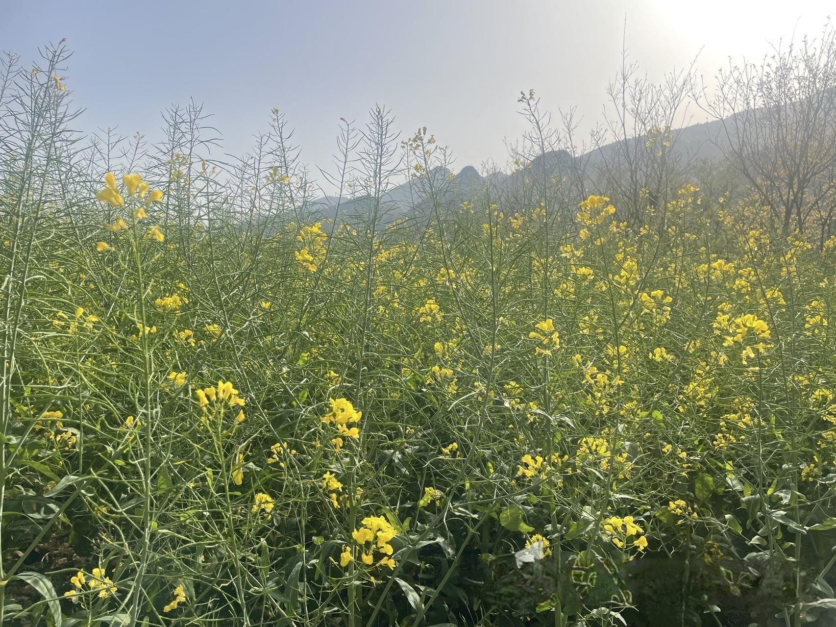 山城有“趣”处 | 掉进油画般的春天里，重庆油菜花陆续绽放！