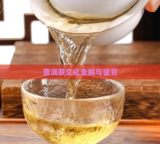 普洱茶文化全解与鉴赏