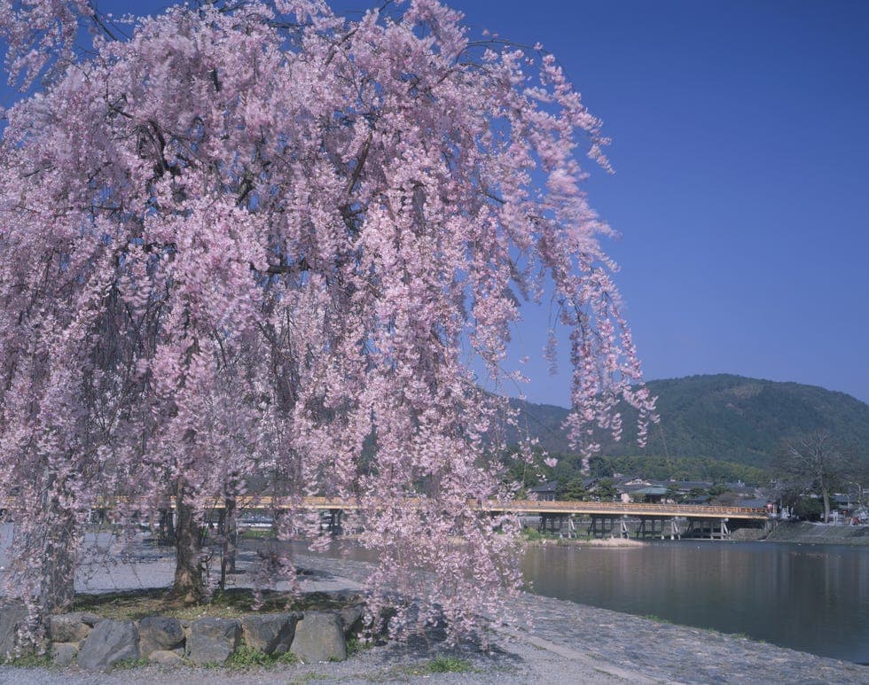 2025京都樱花什么时候满开？12个京都人私藏樱花景点、开花时间、花况整理