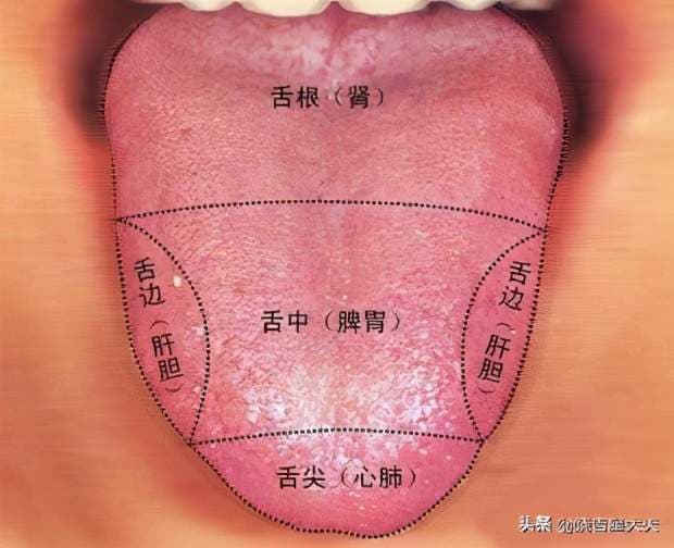 舌诊：老中医告诉你舌尖凸起与凹陷代表什么