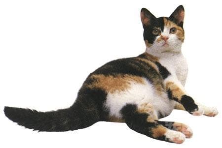 如何判断猫咪真实年龄