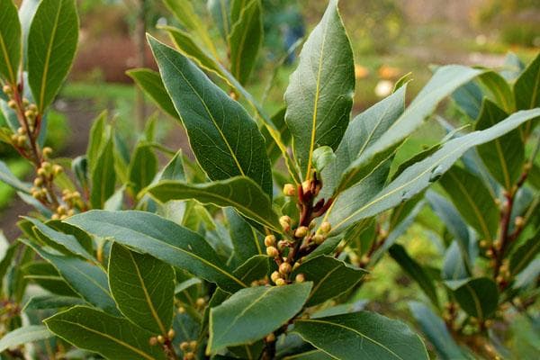 月桂树：从植物特征到种植方法的全面解析