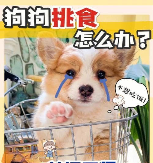 狗狗挑食怎么办？全面解析原因与应对方案