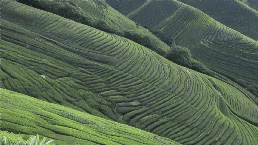 茶艺师在茶叶销售中的作用与价值