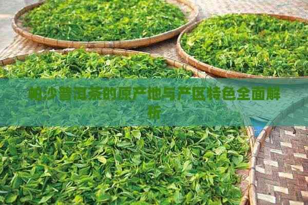 帕沙普洱茶的原产地与产区特色全面解析