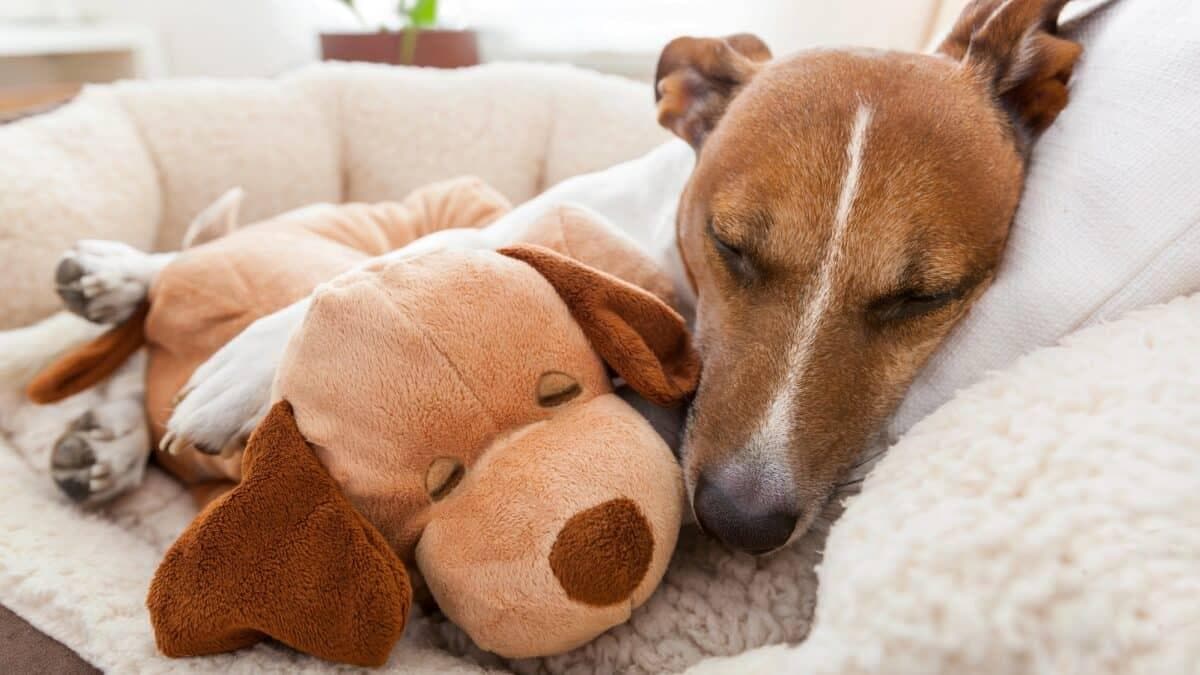 您需要了解的犬细小病毒知识：症状、原因和治疗方法