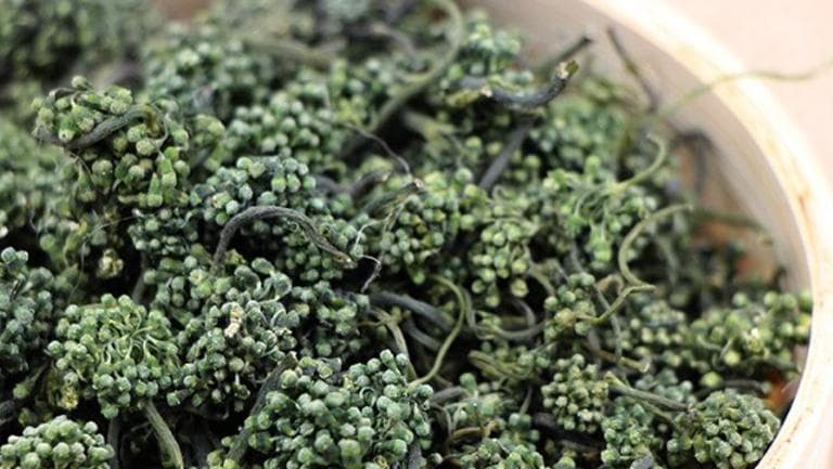 人参花茶的功效与作用、禁忌和食用方法