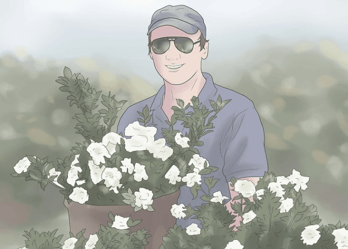 如何栽种栀子花