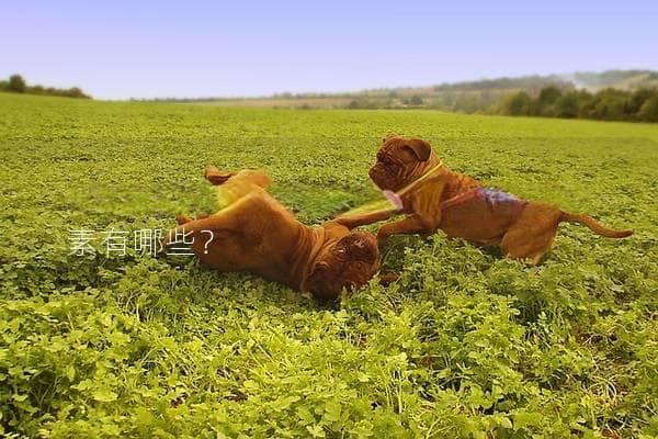 狗狗绝育手术多少钱？影响费用的因素有哪些？