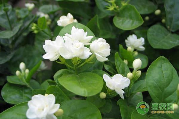 茉莉花可以水培吗？