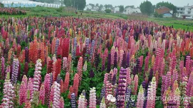花海新秀鲁冰花---多年生羽扇豆