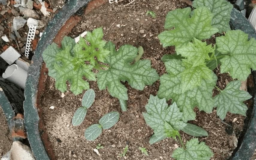 丝瓜如何种植才能产量高品质优，介绍4个办法，让每个人都能吃上