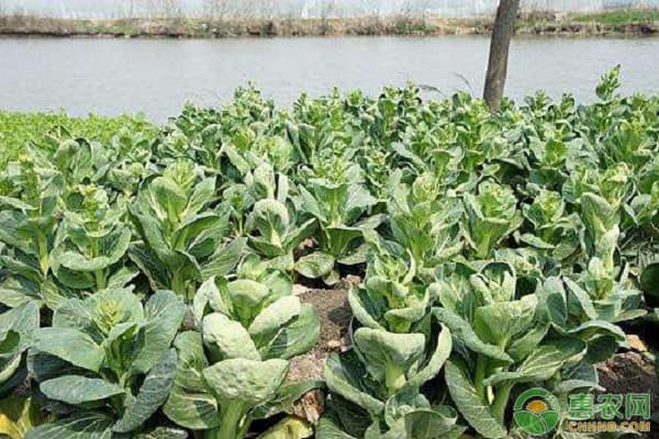 白菜苔什么时候种植最好？从选种到收获的全程种植指南