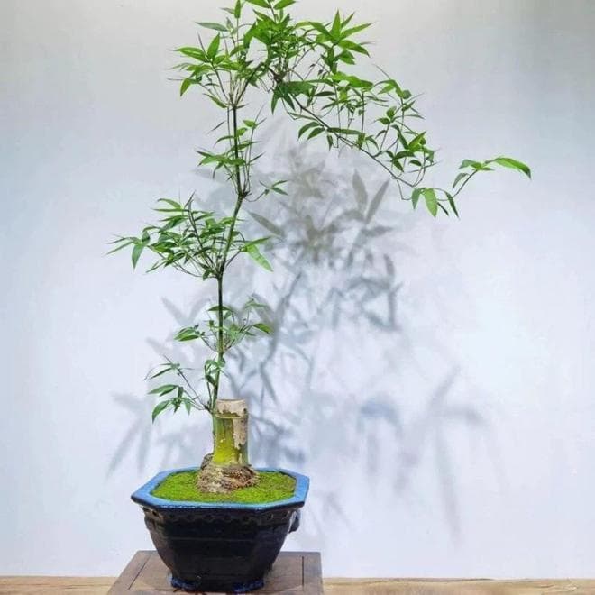 小叶勒竹的养殖方法和注意事项