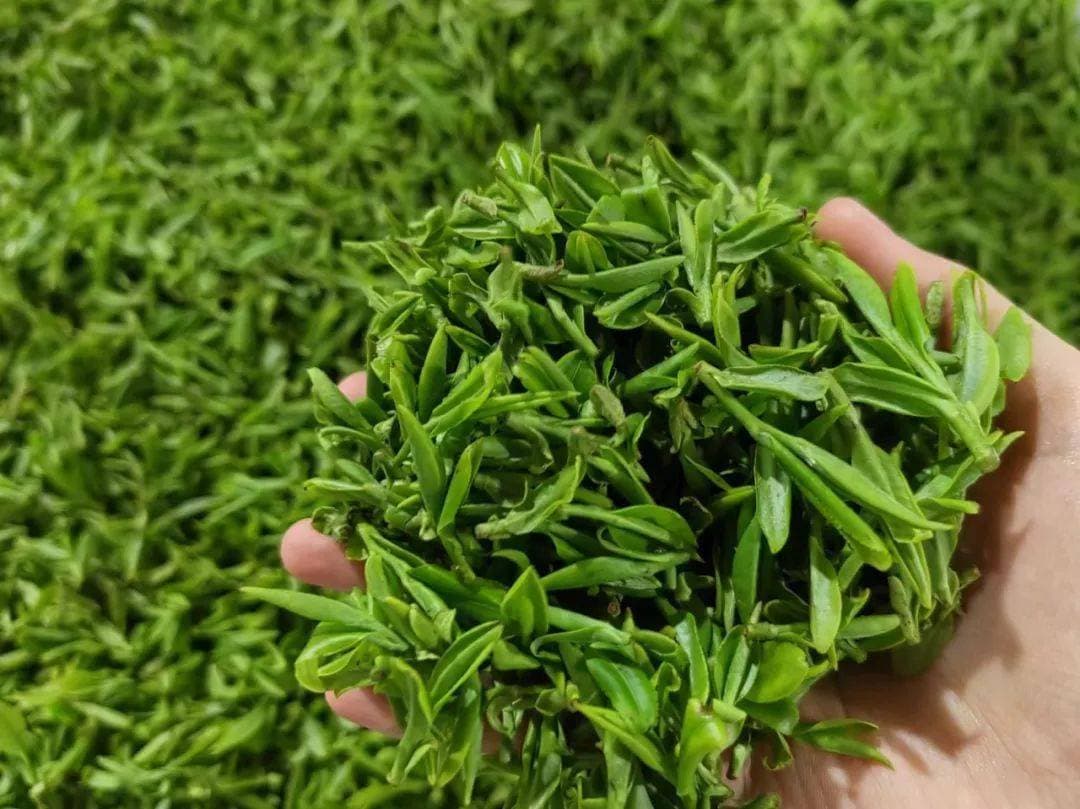 茶寿为什么是108岁？