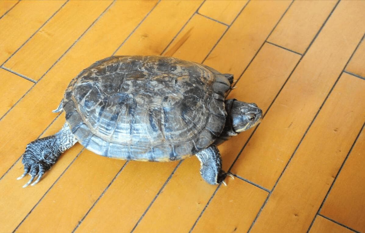 鳄鱼龟的养殖方法