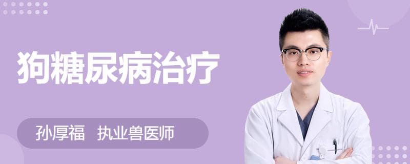 狗糖尿病治疗：从饮食到运动的全方位护理指南