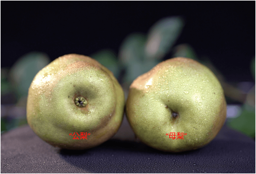 真“梨”谱了，梨子还分公母？