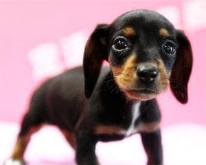 纯种腊肠犬价格一览（宠物市场中的腊肠犬价格及相关因素分析）