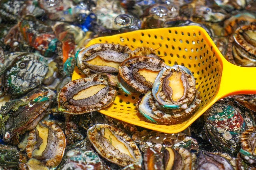 关于鲍鱼及其制品的消费提示