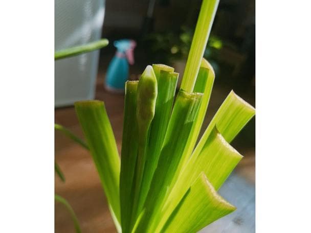 如何修剪水仙花的叶子？水仙花叶子这样剪，花越开越多！