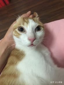 四个月小猫咬人，宠物安全防范指南