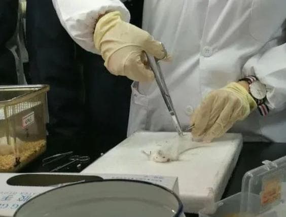实验动物病理取材步骤以及注意事项，附不同脏器取材细节