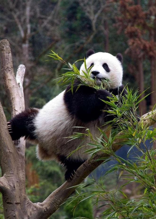 大熊猫为什么能成为国宝？答案可能出乎你的意料！
