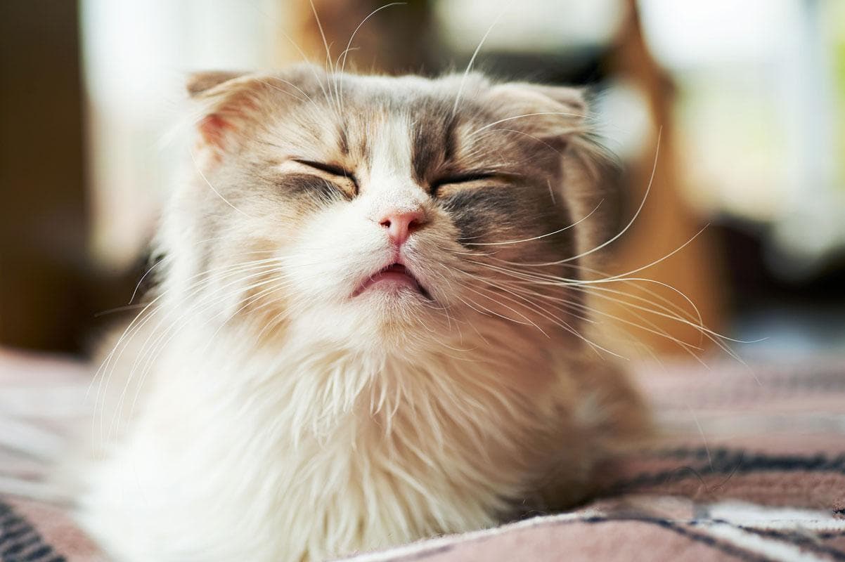 小猫打喷嚏怎么回事