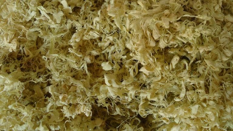 姜竹茹的功效与作用、禁忌和食用方法