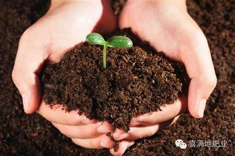 守护沃土之心：应对保护地土壤障碍与施肥技术策略