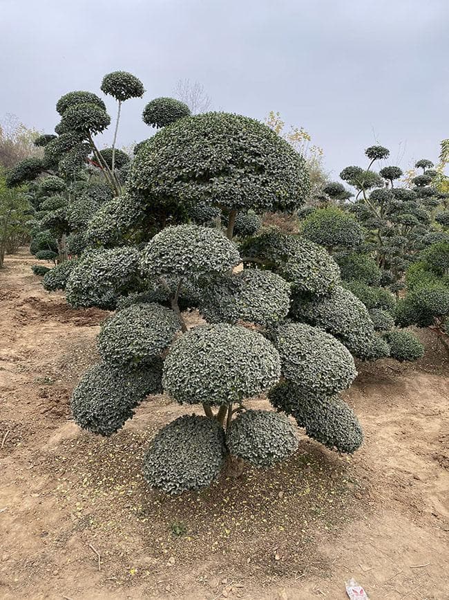 公园花坛植物配置案例