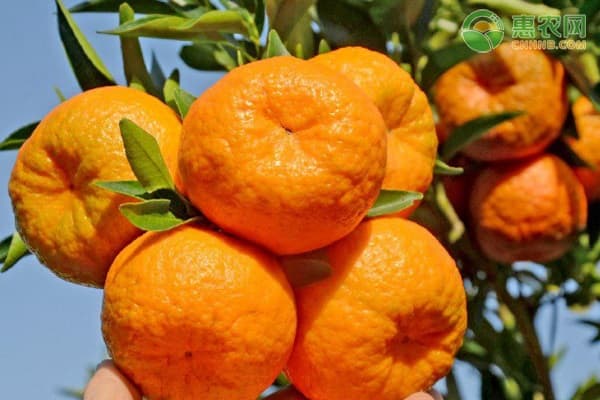 湖南橘子品种大盘点