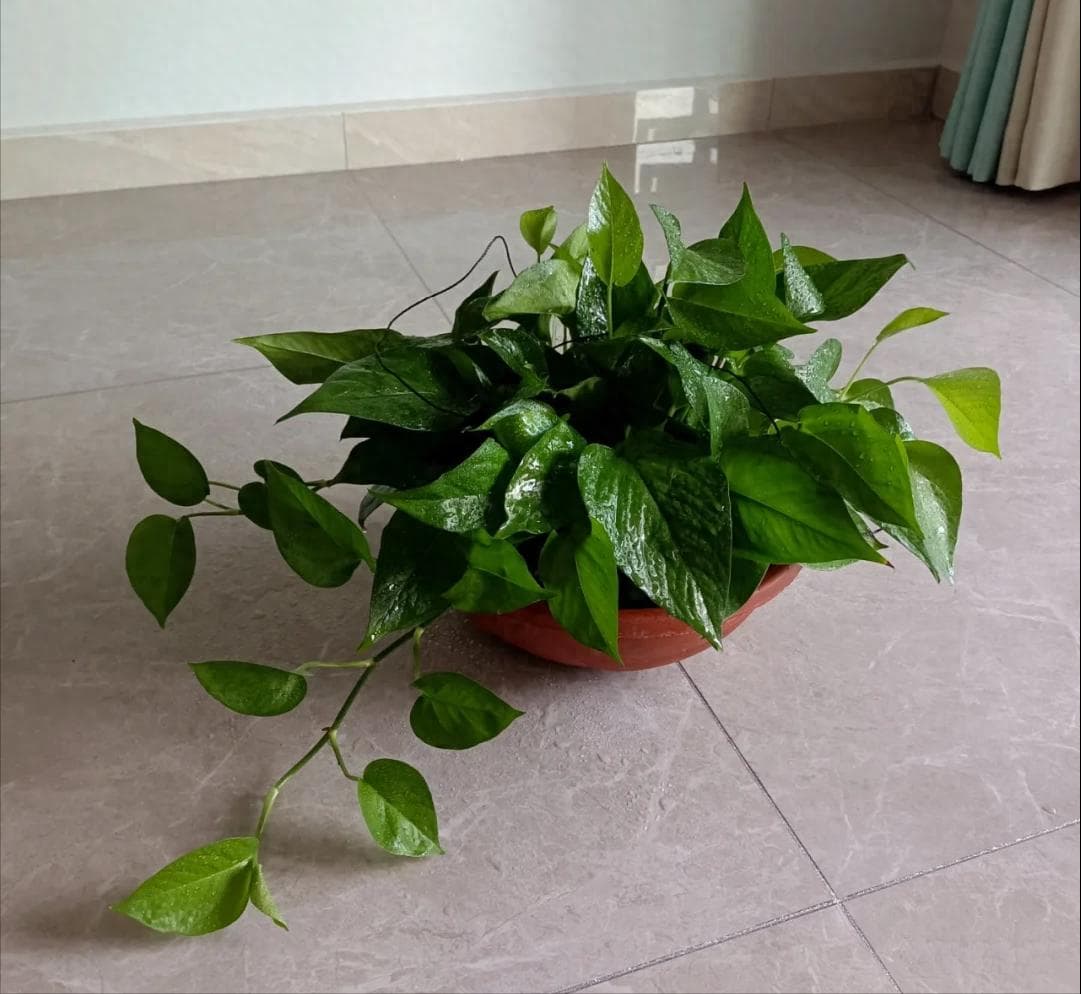 十二生肖专属“旺财花”指南：从绿萝到芦荟，总有一款适合你