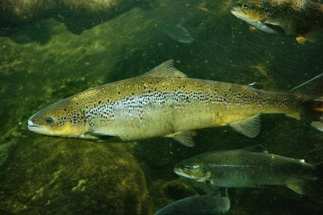 三文鱼（Salmo salar）深入分析：全面解析及生态价值