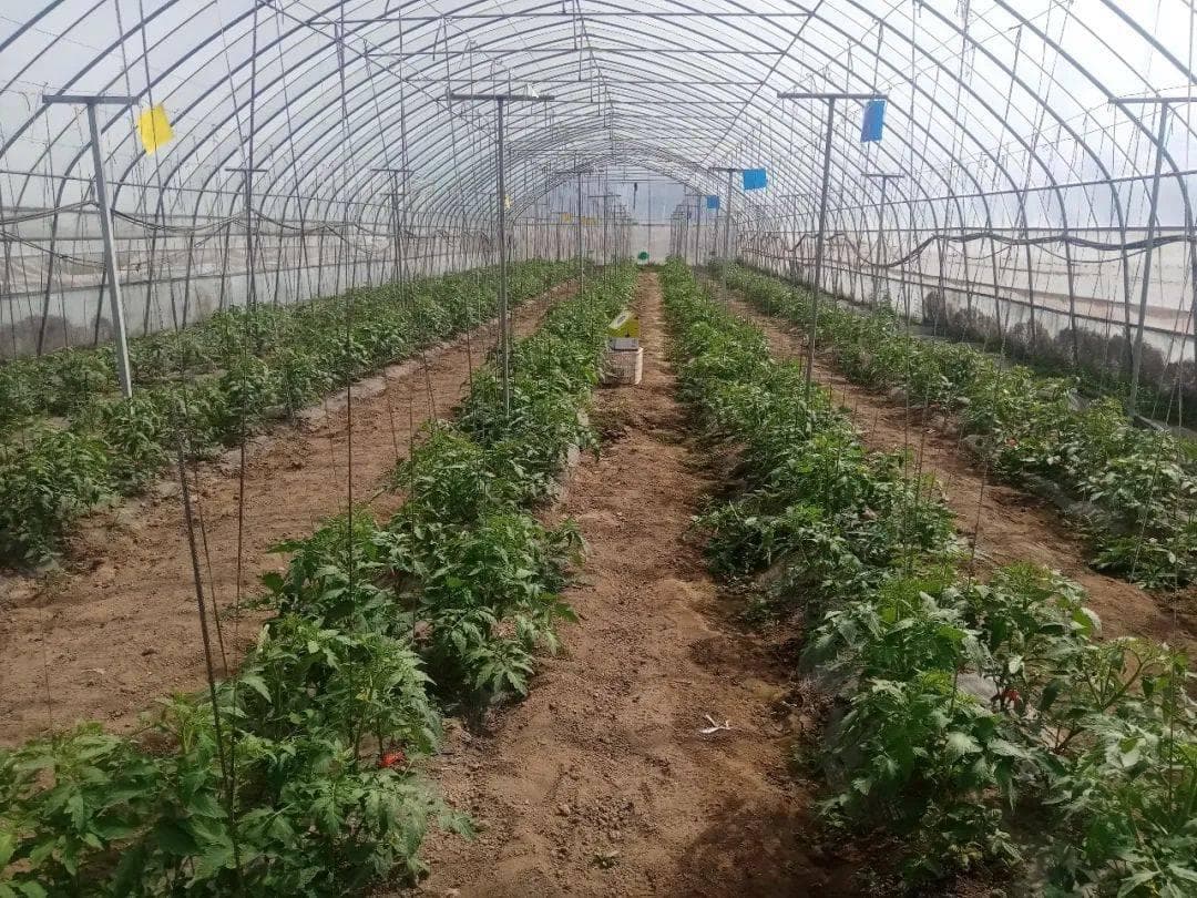 气温回升，大棚番茄生产管理怎么做？