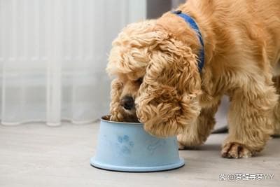 狗狗的美食地图：三大要点揭秘狗狗的美食偏好