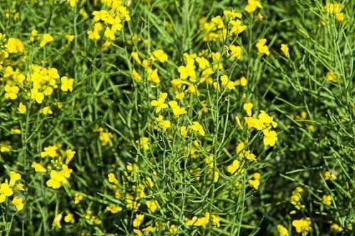 油菜籽何时收割最佳？这些判断方法请收好