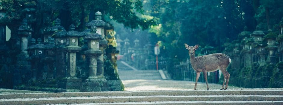 奈良旅游攻略：6大景点、美食住宿全解析