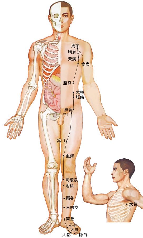足三阴经：脾经、肾经、肝经的循行路线与主治病症