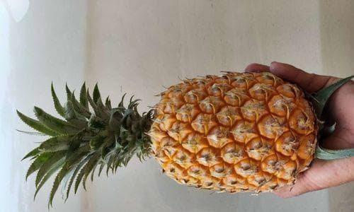 寻找最好吃的凤梨（哪里的凤梨最让人垂涎？）