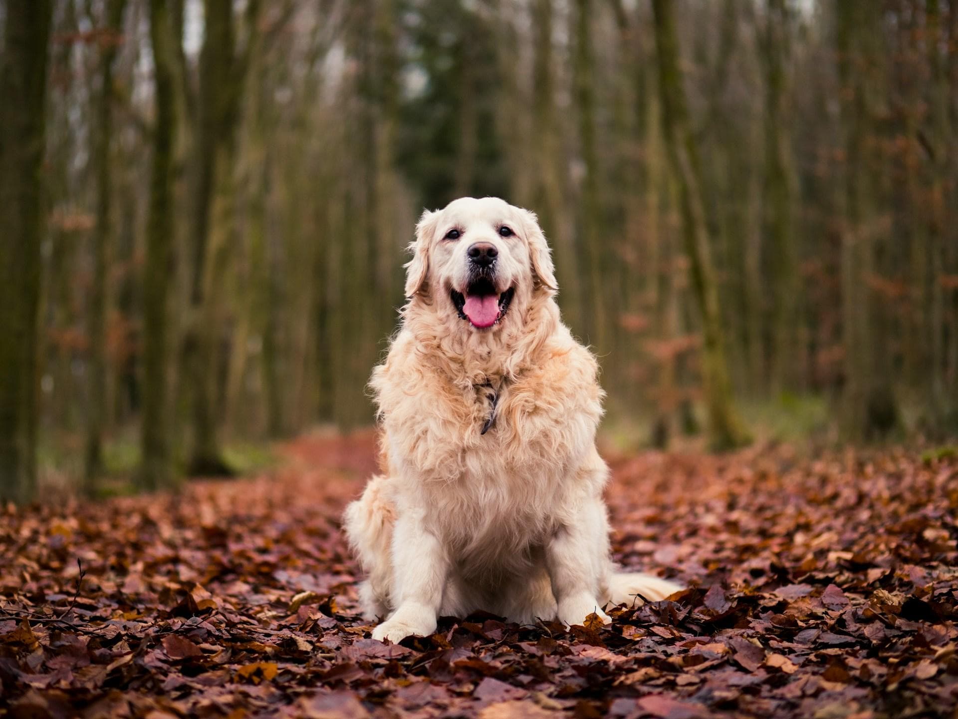 金毛寻回犬，温顺友好的猎犬和伴侣犬