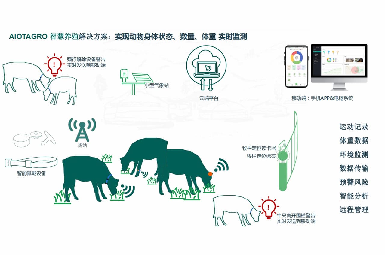 西藏牦牛养殖：智慧养殖技术如何提升产业价值