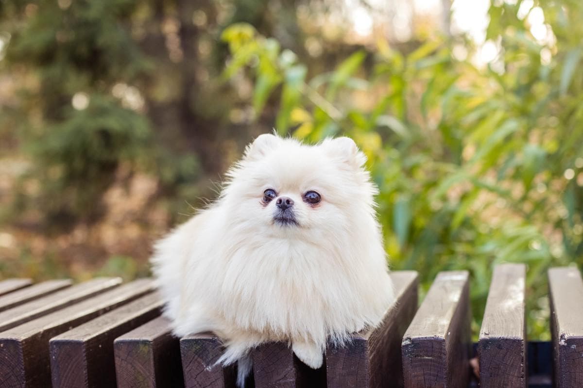 博美犬训练秘籍：从零到精通，让你的爱宠成为超级明星！