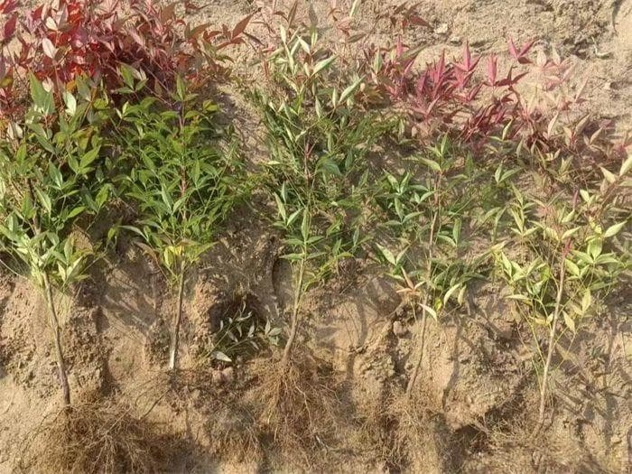 南天竹养护指南：7大要点打造茂盛绿植