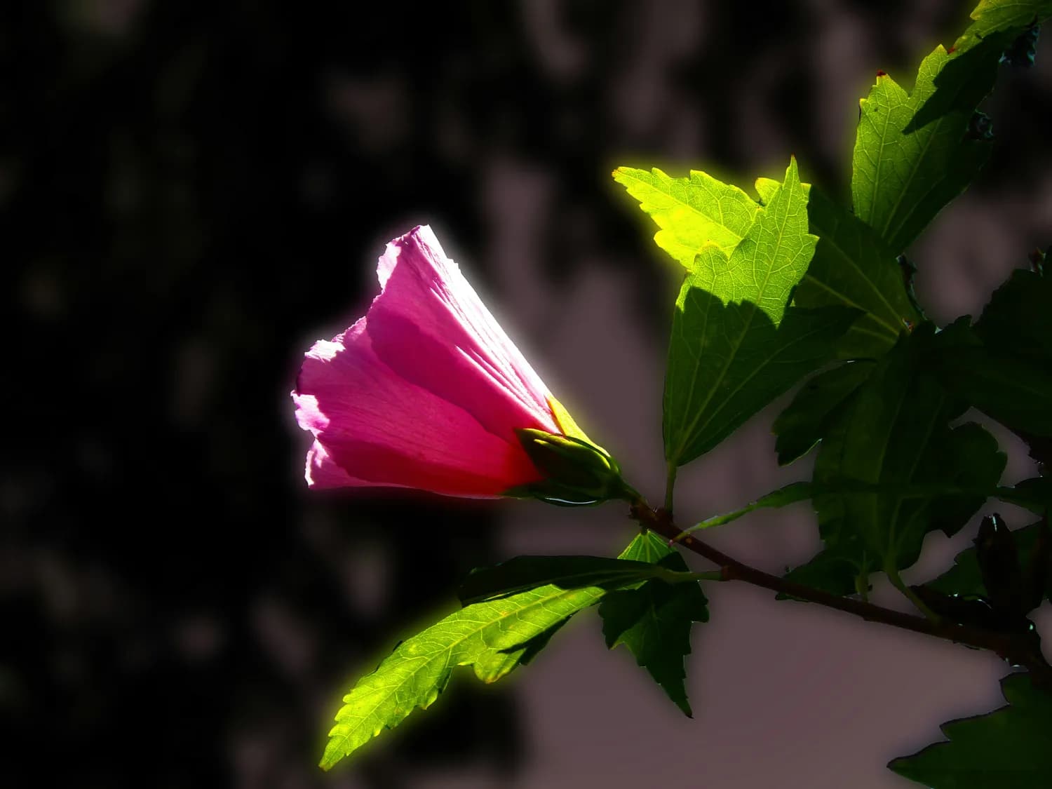 冬季芙蓉花养护小妙招